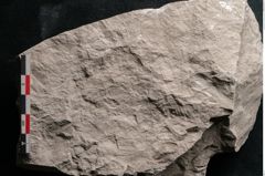 Foto (Detailansicht) von Dictyopteris brongniarti Gutb. (NHMW-GEO-2024-0188-10779)